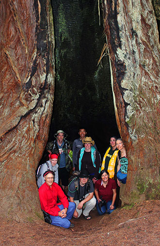 Members of the 2013 Botany Tour visit the Redwoods.