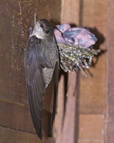 chimney swift nest